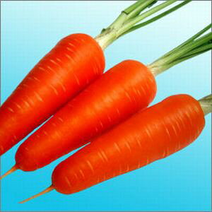 ɂ񂶂q@nӔ_@ׂɂ悵5@20ml