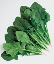 ほうれん草種子　タキイ種苗　弁天丸　M3万粒