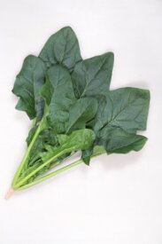 ほうれん草種子　カネコ種苗　チーター　M3万粒