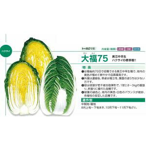 ؎q g[zN 啟75 20ml