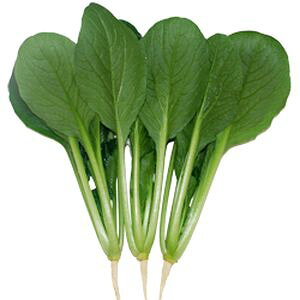 R}ciq@nӔ_@āi񂩁j@20ml