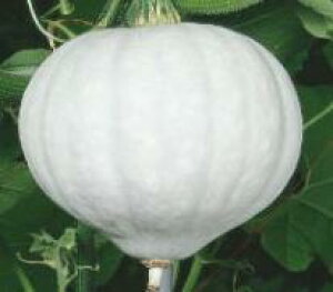 ڂq nӍ̎ ݁i͂Ⴍj@