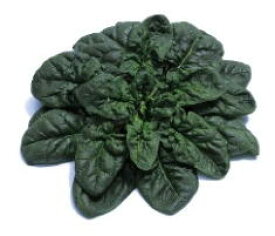 ちぢみほうれん草種子 渡辺採種場 冬霧7（セブン）　3,000粒