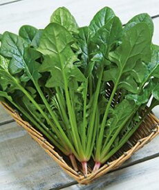 ほうれん草種子　タキイ種苗　冬ごのみ　1L