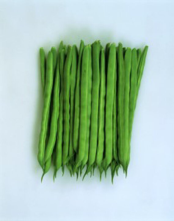 楽天市場 いんげん豆種子 カネコ種苗 いちず 小袋 ｅ たねや