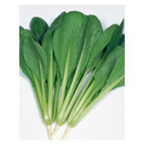 ؎q TJ^̃^l ؂̎ Ȃނ 20ml