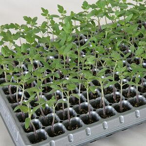 g}gp؎q@B݂ǁ@܂{g@100