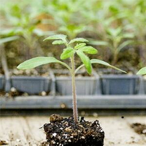 g}gp؎q@B݂ǁ@܂Z@1000