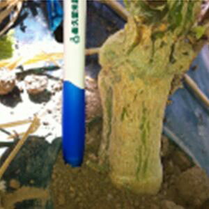 イu[X؎q@vČ琬@rbOAC@100