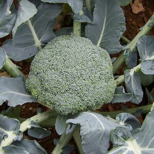 ubR[q@B݂ǁ@WFbgh[@20ml