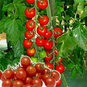 ~jg}gq@B݂ǁ@u[@1000