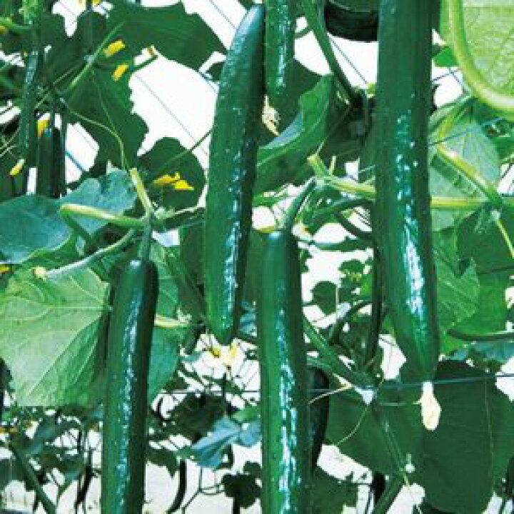 楽天市場 きゅうり種子 久留米原種育成会 実多86 100粒 ｅ たねや