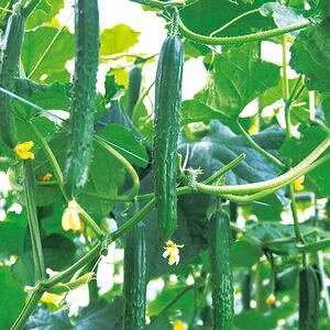 イq@vČ琬@MTtFjbNX@100