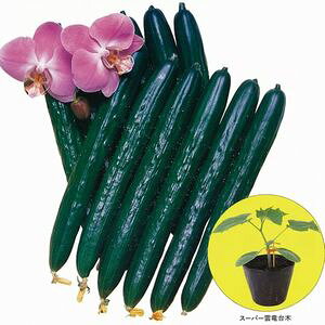 イu[X؎q@vČ琬@NEWX[p[_@100