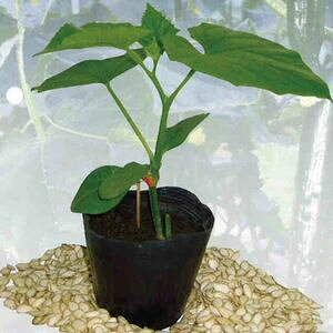 イu[X؎q@vČ琬@@350