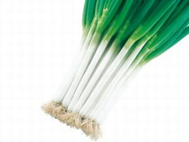 ねぎ種子　武蔵野種苗園　秀明（しゅうめい）　1dl