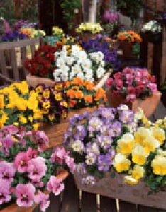 pW[q TJ^̃^l pW[ 悭炭X~ ~bNX 