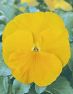 pW[q TJ^̃^l pW[ pVI NACG[ 