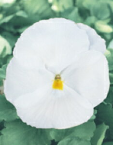 pW[q TJ^̃^l pW[ pVI NAzCg 