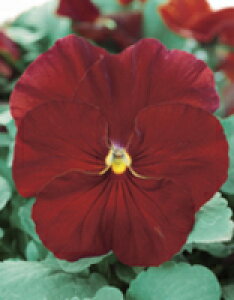 pW[q TJ^̃^l pW[ pVI NAXJ[bg 