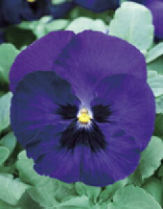 pW[q TJ^̃^l pW[ pVI u[ub` 