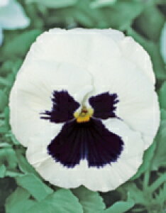 pW[q TJ^̃^l pW[ pVI zCgub` 