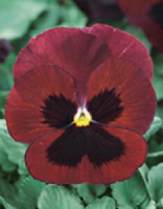 pW[q TJ^̃^l pW[ pVI bhub` 