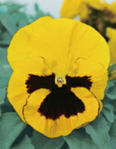 pW[q TJ^̃^l pW[ pVI CG[ub` 