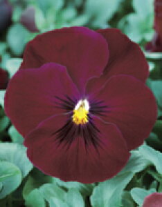 pW[q TJ^̃^l pW[ pVI [Yub` 