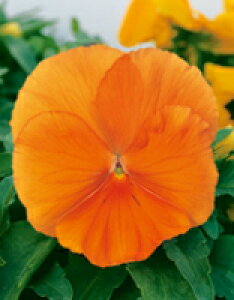 pW[q TJ^̃^l pW[ pVI NAIW 