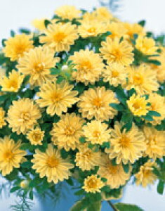 AX^[q TJ^̃^l }CNAX^[ XeCG[ 