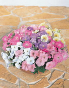 y`jAq TJ^̃^l y`jA pXeJ[ ~bNX 