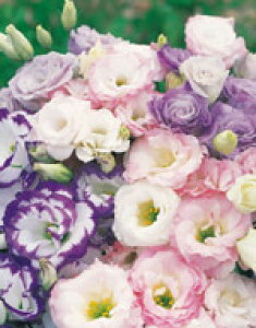 gRMLEq TJ^̃^l gRMLE _uoCJ[ ~bNX 