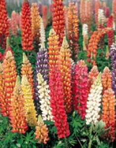 siXq TJ^̃^l siX bZ ~ibg~bNX 