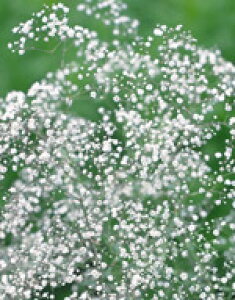 ݑq TJ^̃^l hݑ d炫 