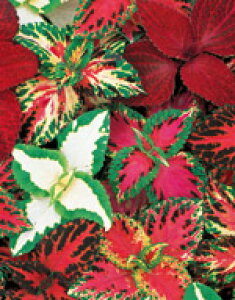 REXq TJ^̃^l REX C{[~bNX 