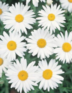 VX^[f[W[q TJ^̃^l VX^[f[W[ AXJ 