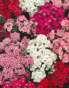 ifVRi_CATXjq TJ^̃^l Ȃł CfBAJ[ybg 