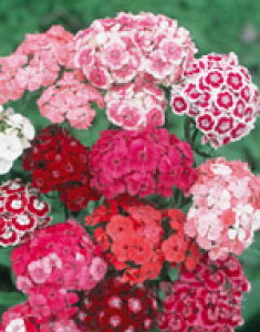 ifVRi_CATXjq TJ^̃^l Ȃł ؂ԗp 