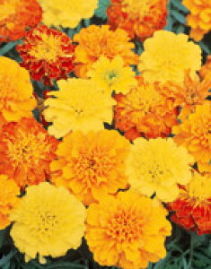 }[S[hq TJ^̃^l }[S[h {iU ~bNX 