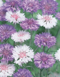 O}MNiԋeq TJ^̃^l ԋe R炫d 