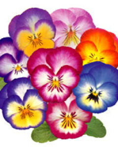 pW[q TJ^̃^l pW[ FX~ ~bNX 