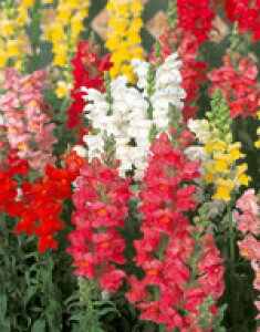 q TJ^̃^l  \lbg ~bNX 