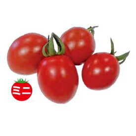 ミニトマト種子　トキタ種苗　ジャングル・トマト　100粒