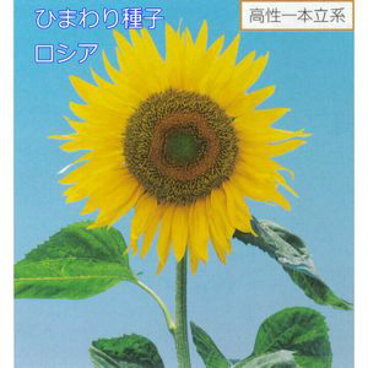 1356円 【SALE／88%OFF】 ひまわり種子 タキイ種苗 花の種 F1サンリッチオレンジ 1000粒