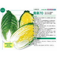 白菜種子 トーホク 黄楽70 コート5000粒