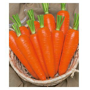 jWq@^LCc@ނ߁@ybgq@1