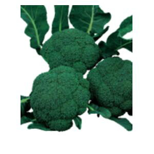 ubR[q@TJ^̃^l@ɂ́@ybgq5000