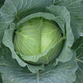 キャベツ種子 渡辺農事　野菜の種 舞みどり 小袋