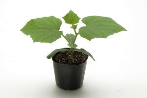 LEؗpq@JlRc@lIog[@350